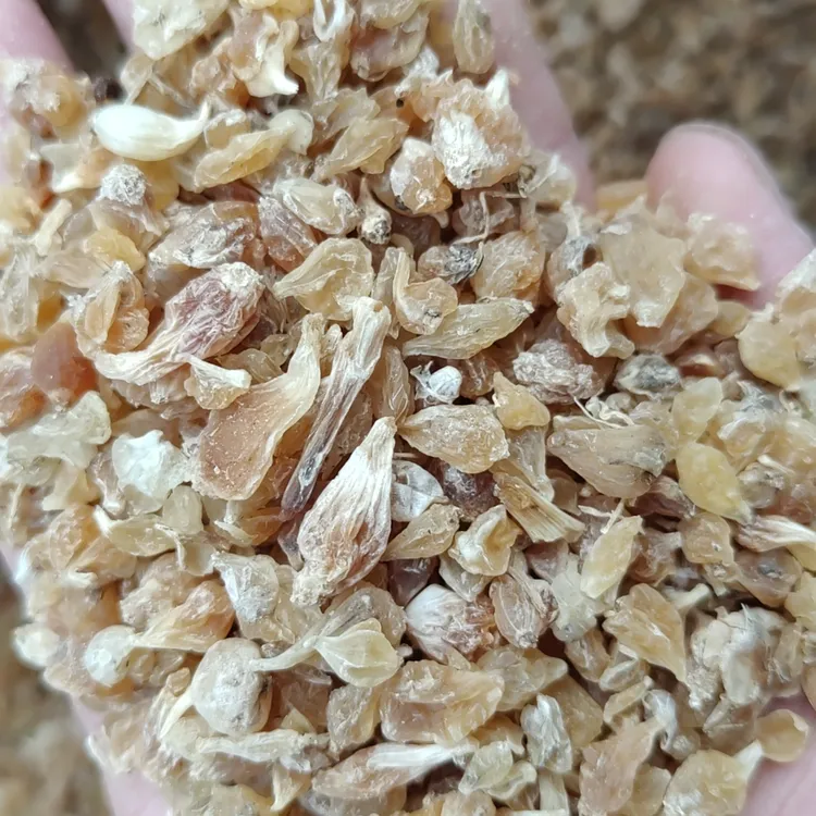 小野蒜 薤白  净重250g*1袋装 