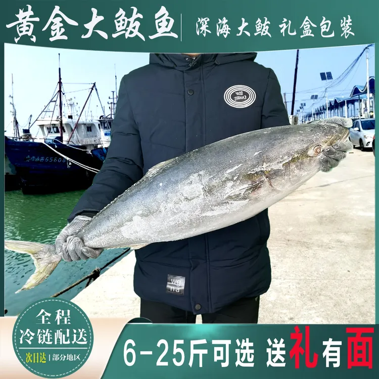 特大黄金鲅鱼13-24斤深海鱼新鲜特产大鲅鱼整条春节送礼盒