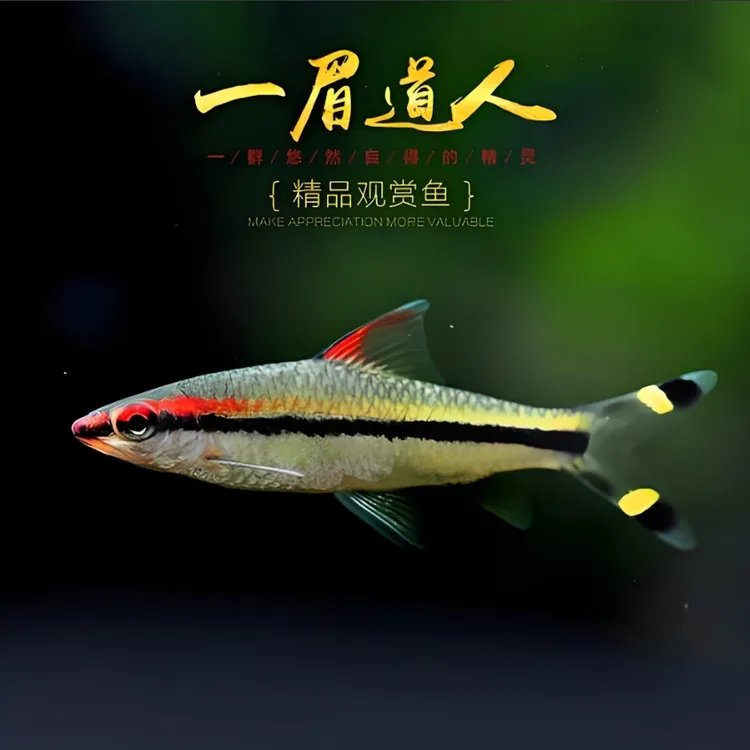 一眉道人群游鱼热带观赏鱼淡水皮实耐活灯科鱼「超萌好物」蝶翼