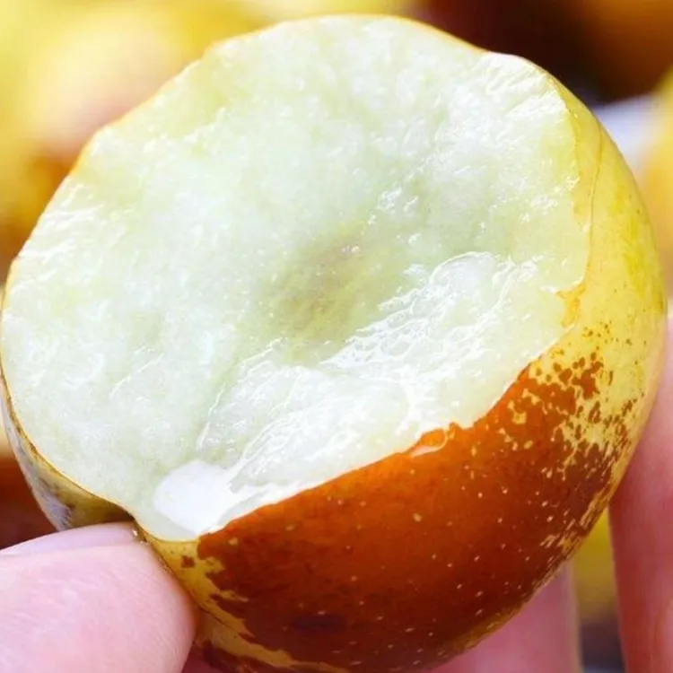 沾化冬枣非大荔冬枣当季鲜果脆甜可口现摘先发5斤包邮特大