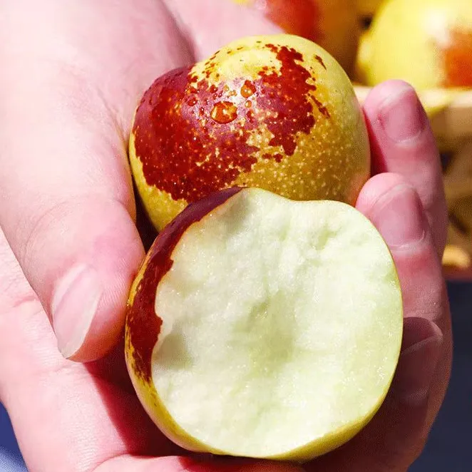 正宗沾化冬枣当季鲜枣果香清甜爽口果园现摘脆甜可口5斤包邮特大