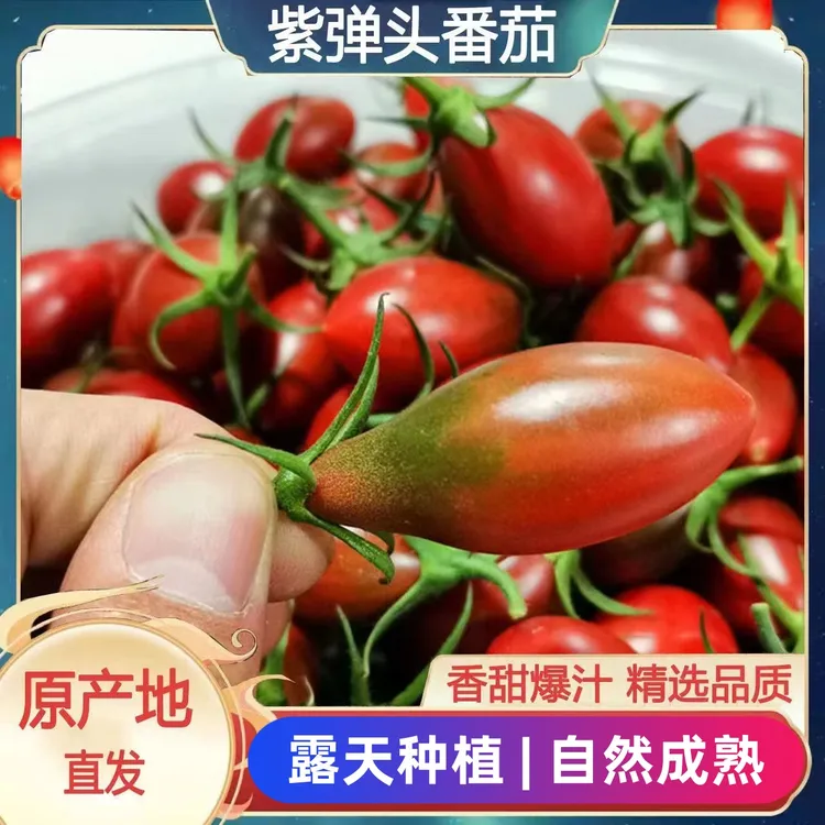 紫弹头圣女果迷彩番茄新鲜当季孕妇儿童水果水果番茄水果圣女果