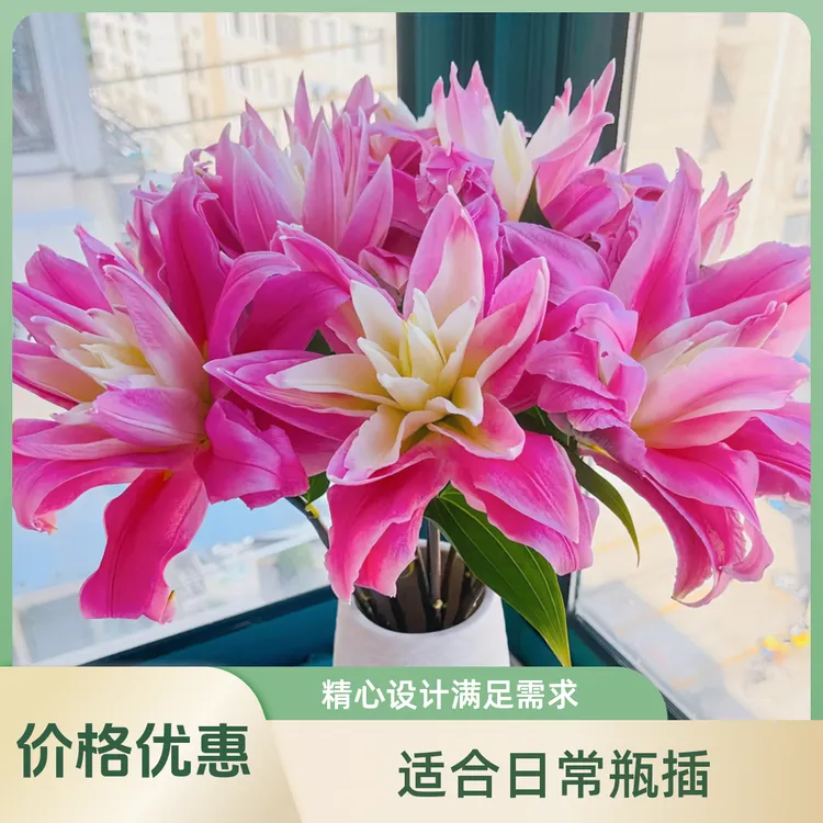 【飞飞甄选】红丝带重瓣香水百合·基地直发·鲜花冷链
