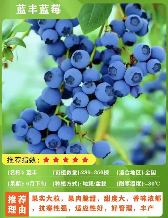 蓝莓树苗带花发货
