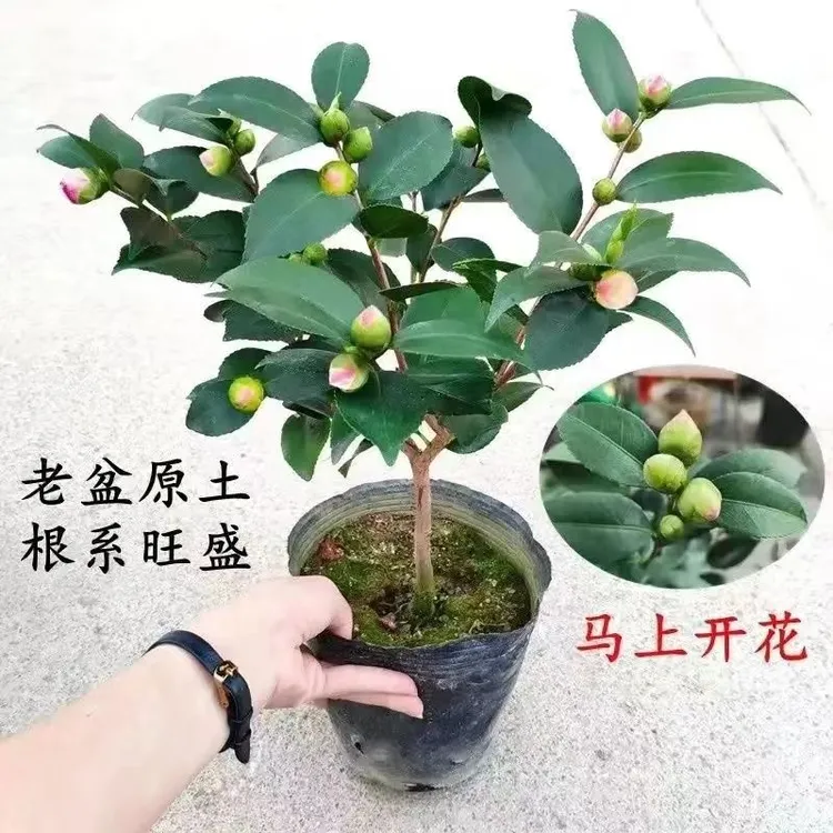  实在是太香了 香妃茶花盆栽 香水茶花 山茶花 带花苞 树苗 四季