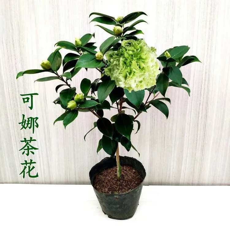 绿可娜茶花绿茶进口稀有品种绿色山茶花树苗植物冬季开花耐寒花卉