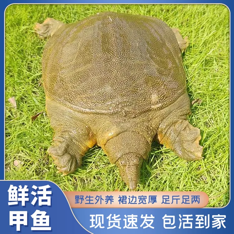 【公鳖】生态外塘青黄公鳖鲜活大甲鱼水鱼团鱼王八中华老鳖包活到家