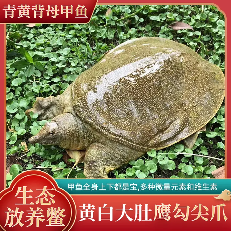 【尝鲜母鳖】正宗外塘野生放养中华老鳖大甲鱼鲜活食用水鱼团鱼王八