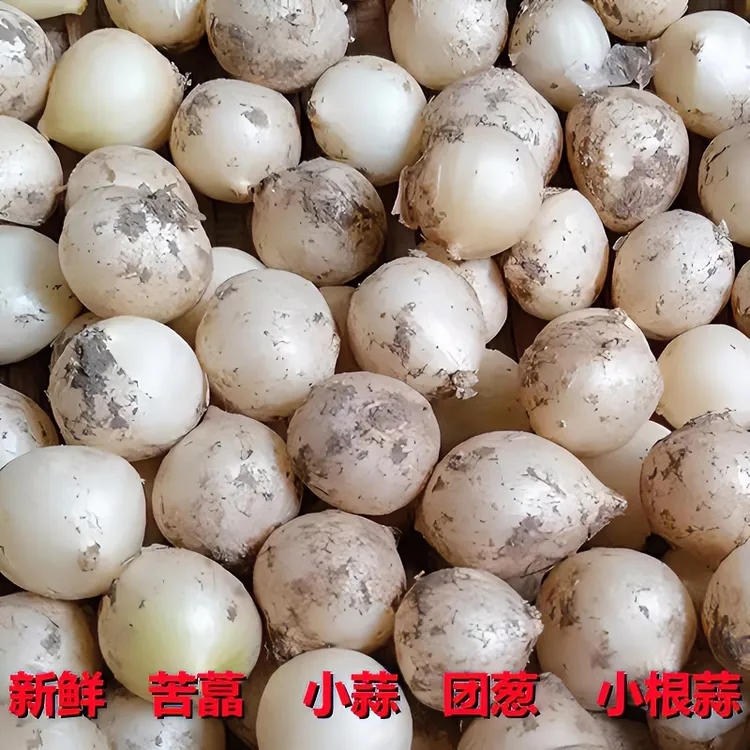 新鲜苦藠四川小蒜苦蒜团蒜苦茭现挖小根蒜野葱头圆蒜1斤2斤3斤5斤