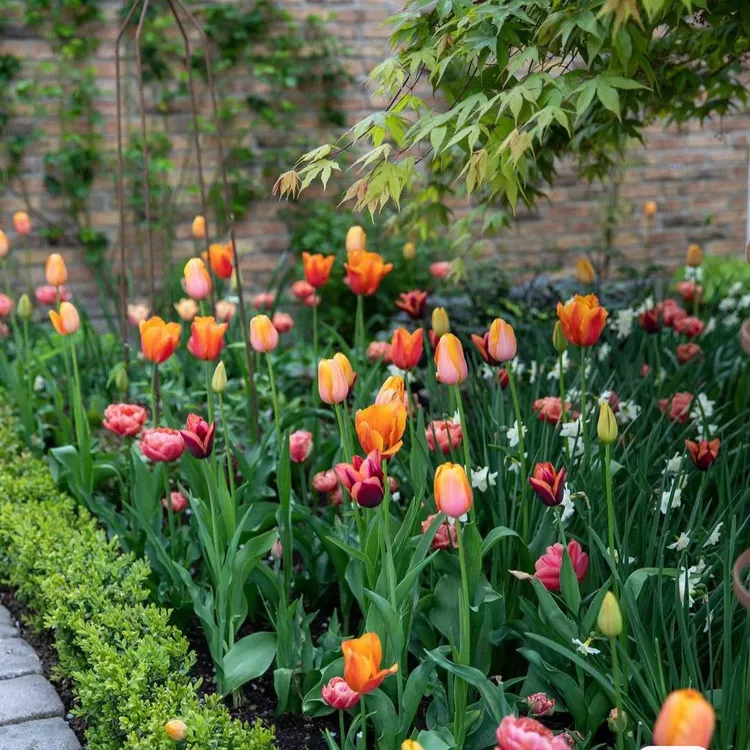 【石榴的花园】郁金香常温1代球耐寒植物