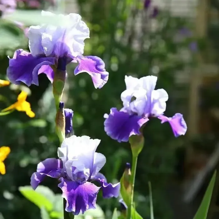 【石榴的花园】德国鸢尾花苗种球耐寒