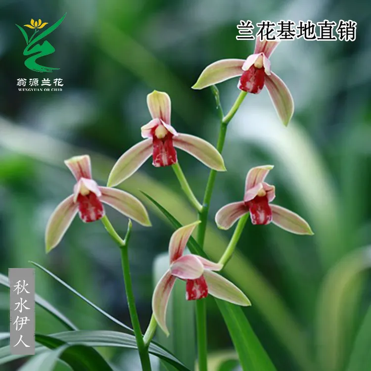 翁源兰花苗四季建兰老种秋水伊人红花铭品经典红舌浓香好养盆栽兰