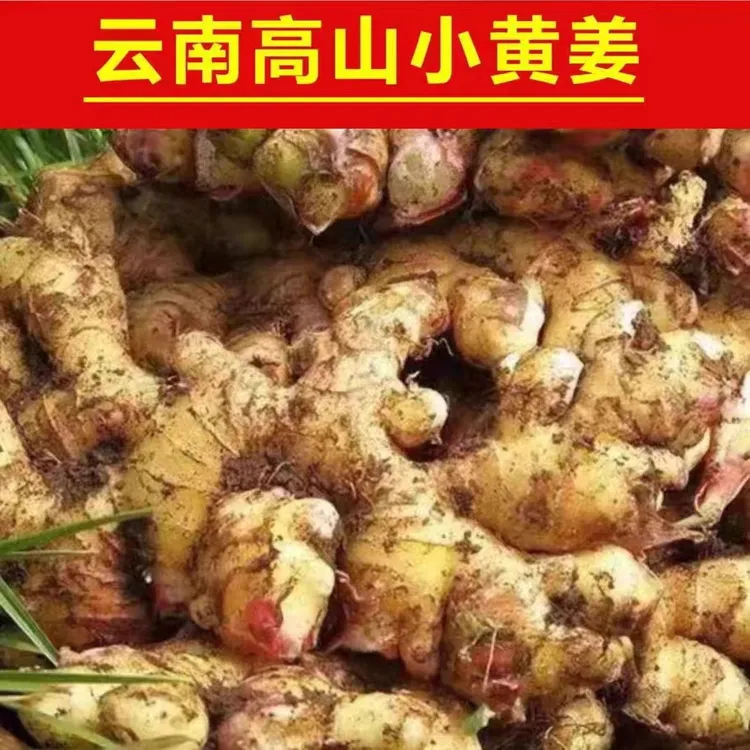 云南罗平高山小黄姜新鲜现挖生姜农家土姜月子姜