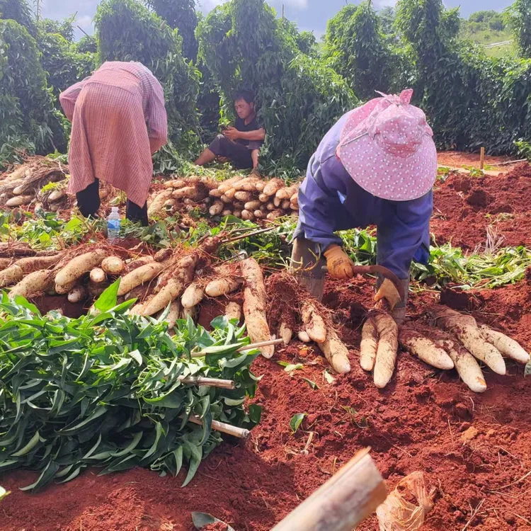 云南红土地灵芝山药现挖新鲜小白嘴山药粉糯面蔬菜宝宝辅食包邮