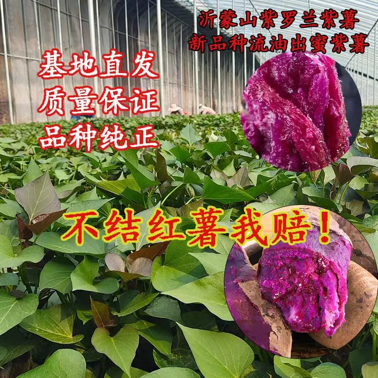 红薯苗番薯红薯苗红薯冰淇淋红薯小香薯蒸煮高产香甜黄心红皮种植
