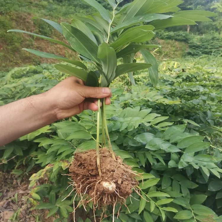 大别山多花黄精种苗老虎姜黄精倒苗5棵 花卉盆栽 现挖现发