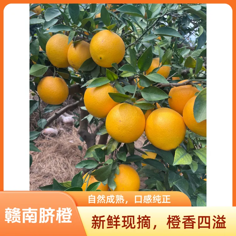 【正宗赣南脐橙】江西赣州现摘现发爆甜橙子不打蜡原生态坏果包赔