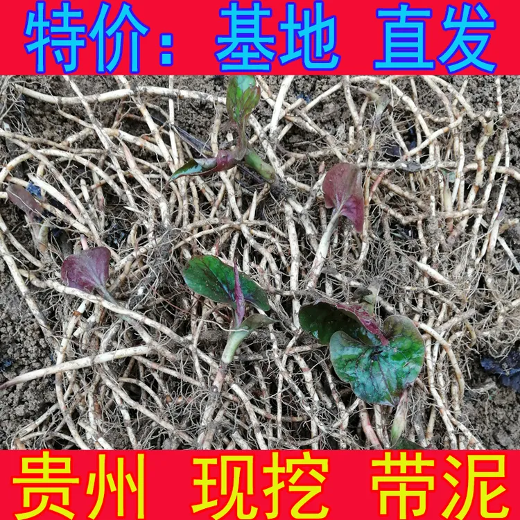 折耳根新鲜鱼腥草新鲜 贵州特产 蔬菜 下饭菜 农家现挖不洗发货