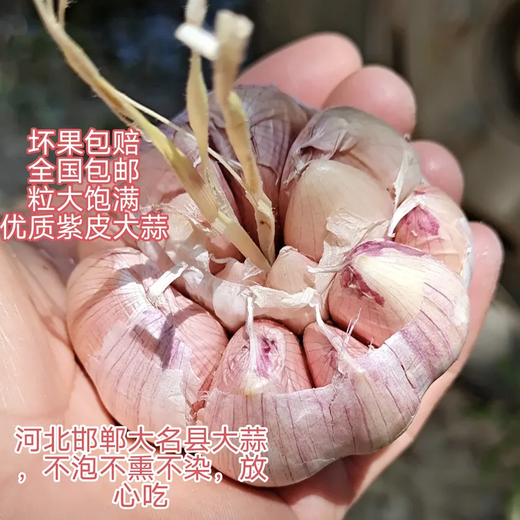 3斤包邮河北 新鲜大蒜 紫皮干蒜头 精品多瓣大蒜头食用香辣饱满