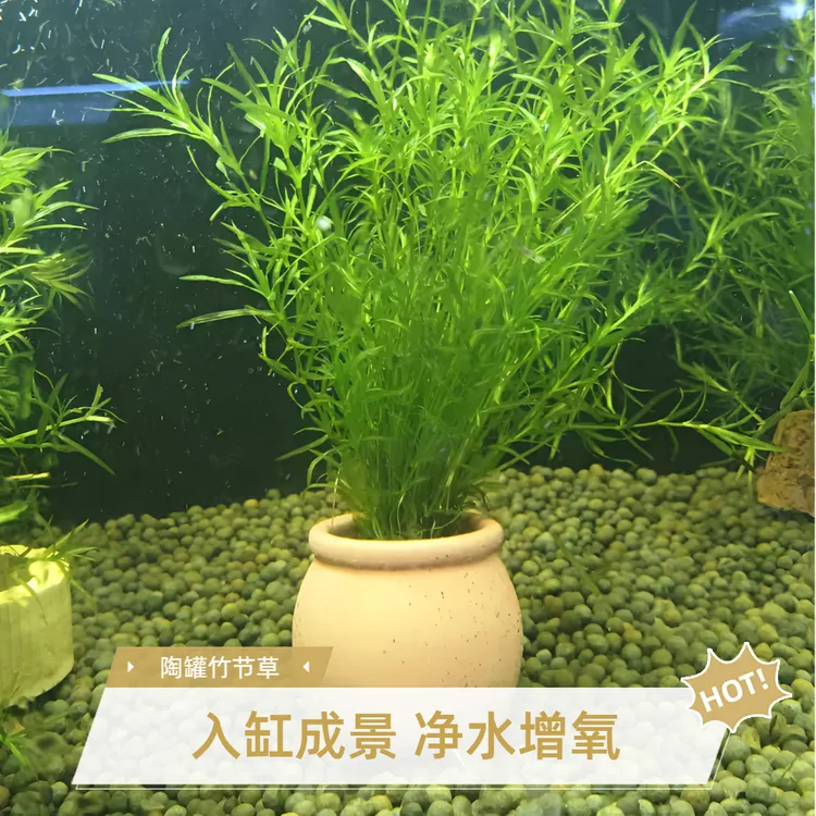 陶罐造景印度竹节草入缸成景好养易活新手水草净水增氧鱼虾躲避
