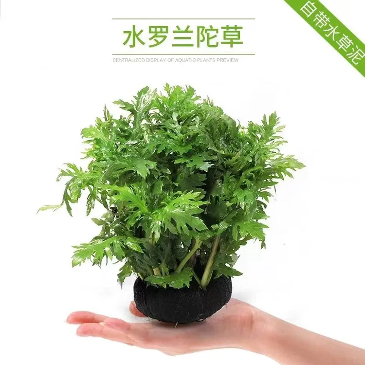 水罗兰增氧新手好养阴性鱼缸造景生态水质能吸收氨氮天冷叶变圆