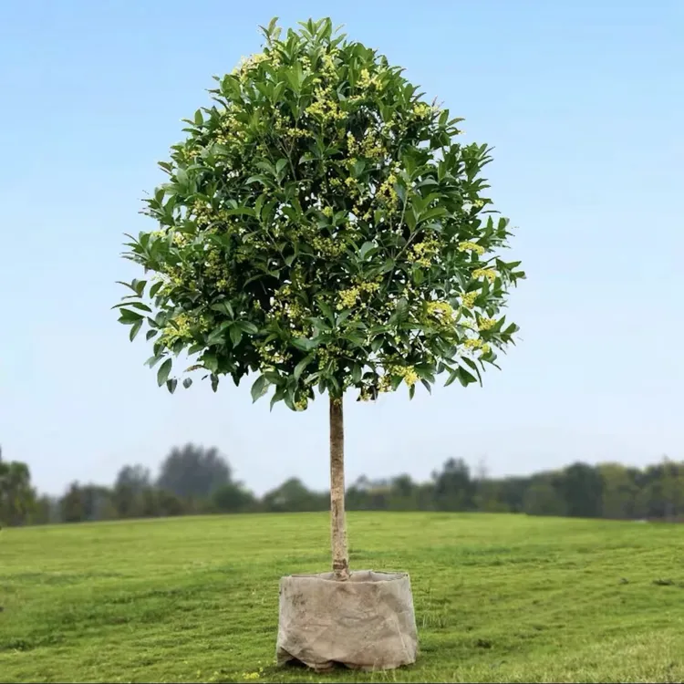 四季桂花树苗金桂丹桂血桂盆地栽植物花卉庭院浓香型桂花树苗