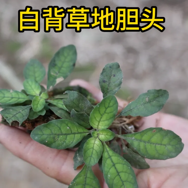 白背草地胆头白背仔白花地斩头根茎干净小颗整颗自晒干品包邮