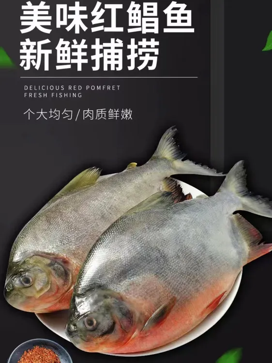 大个红鲳鱼一箱五斤装（一箱3-5条装随机）