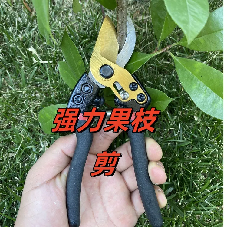 果树修剪专业剪刀绿化修枝修花树剪疏果树枝专用剪刀环割摘杨梅