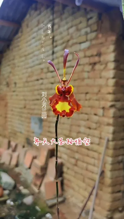 齐天大圣孙悟空兰花苗绿植包对版