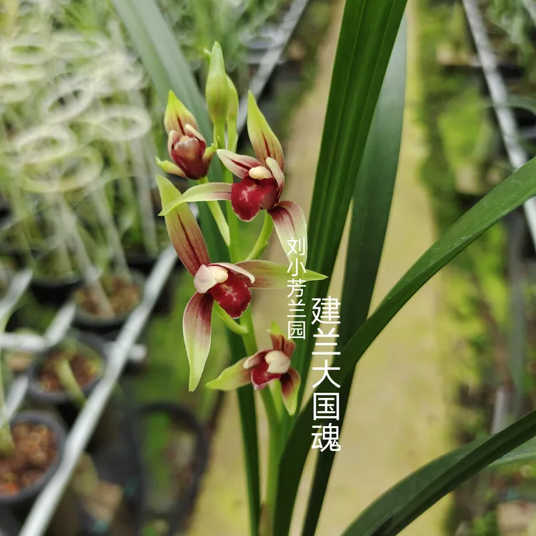 大国魂建兰红素老种鸡爪根高端红花兰花苗绿植品种终身保证对版