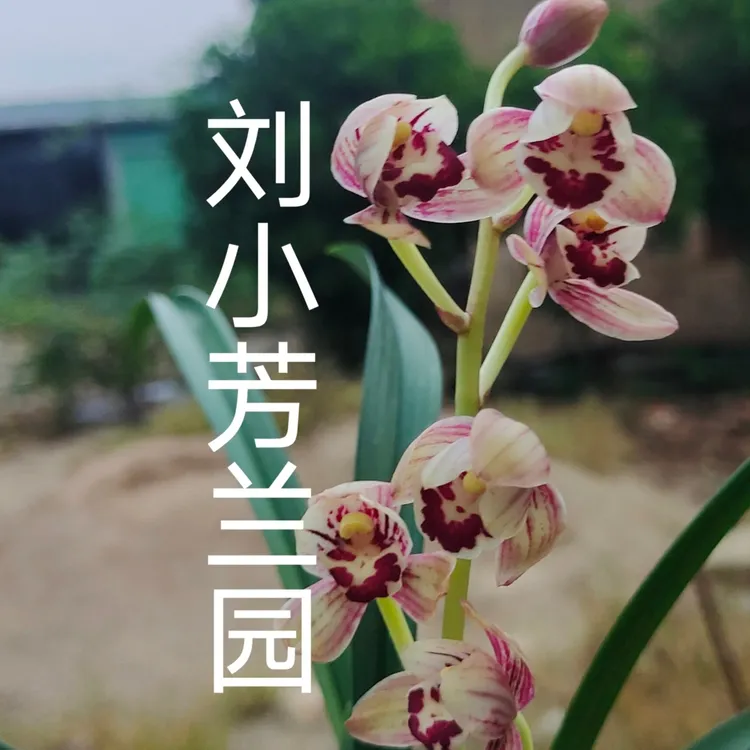 建兰胭脂粉荷大圆舌浓香型兰花苗绿植品种品质终身保证
