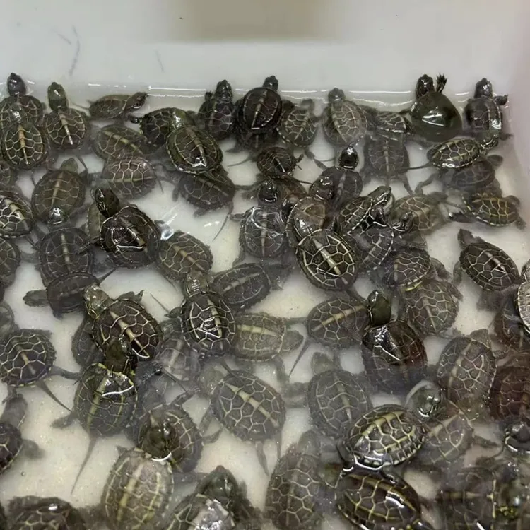 上海伊雯苏北金线草草龟乌龟苗子下水苗