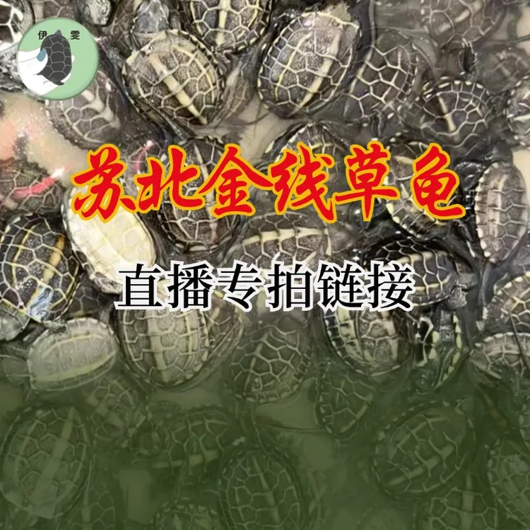 （选龟）上海伊雯苏北金线草草龟乌龟苗子宠物龟龟宠小乌龟