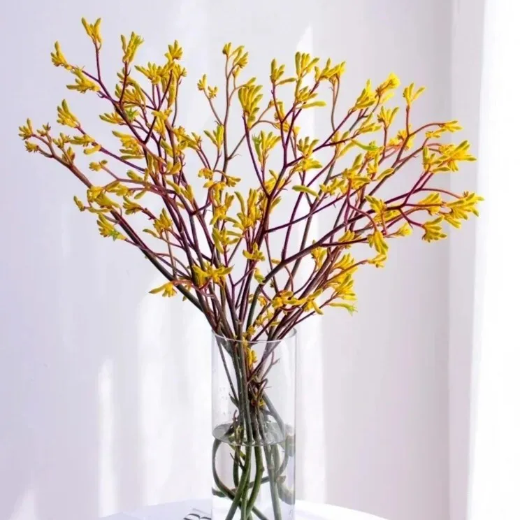 【袋鼠爪】抓钱手袋鼠爪可做干花 小众氛围感鲜切花材