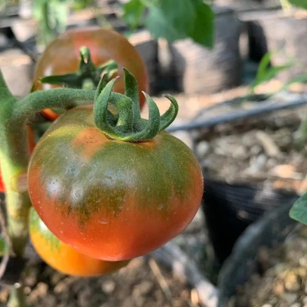 铁皮柿子碱地即食新鲜自然熟绿腚番茄水果西红柿【5斤顺丰包邮】