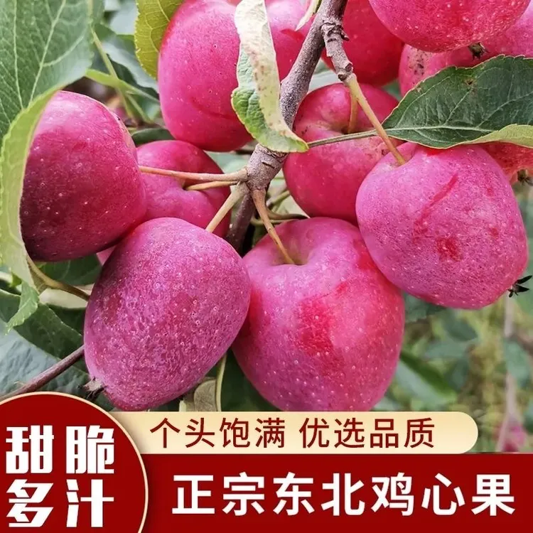 【顺丰包邮】东北特产鸡心果小苹果沙果新鲜水果脆甜多汁3-5斤装