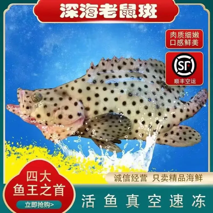【老鼠斑】新鲜野生海钓老鼠斑深海捕捞味道鲜美细嫩紧实1-10斤/条