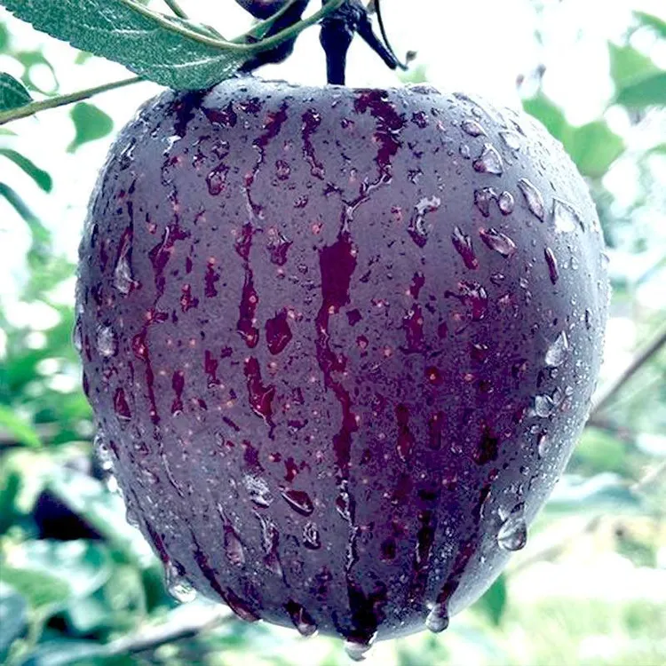 【果中贵族】正宗昭通黑卡苹果纯甜好吃自然多汁天然爆甜3-9斤礼盒