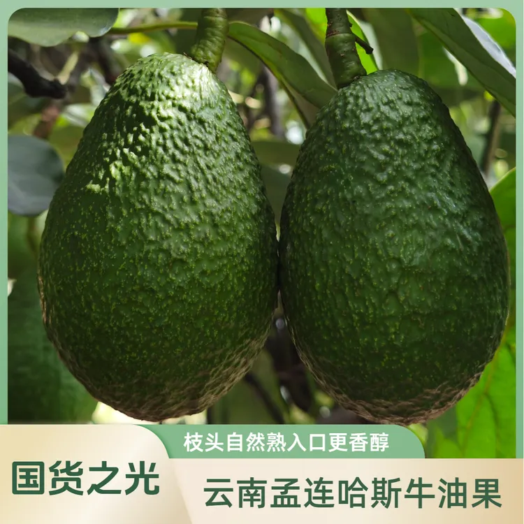 云南孟连精品哈斯牛油果巨无霸大果230-260克赠送酱料包