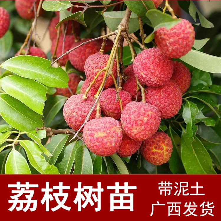 荔枝树苗 早熟妃子笑 桂味荔枝 无核荔枝嫁接苗 地栽盆栽广西发货