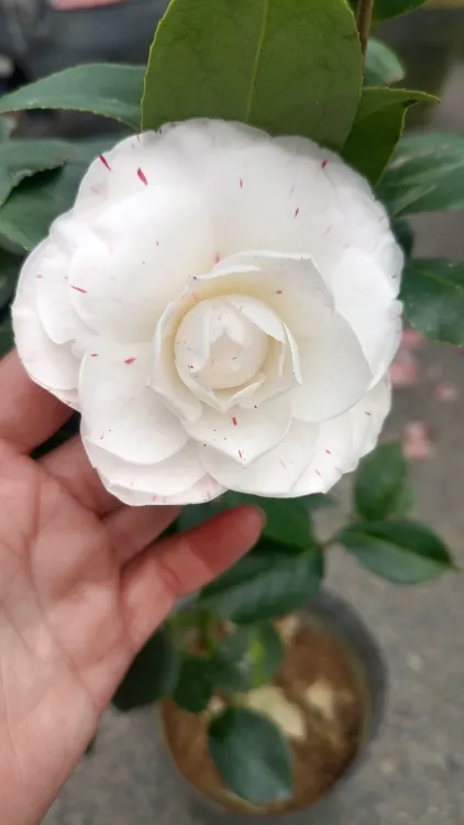 稀有品种白喷茶花斑水屋盆栽绿植苗室内植物花卉三色伊莲