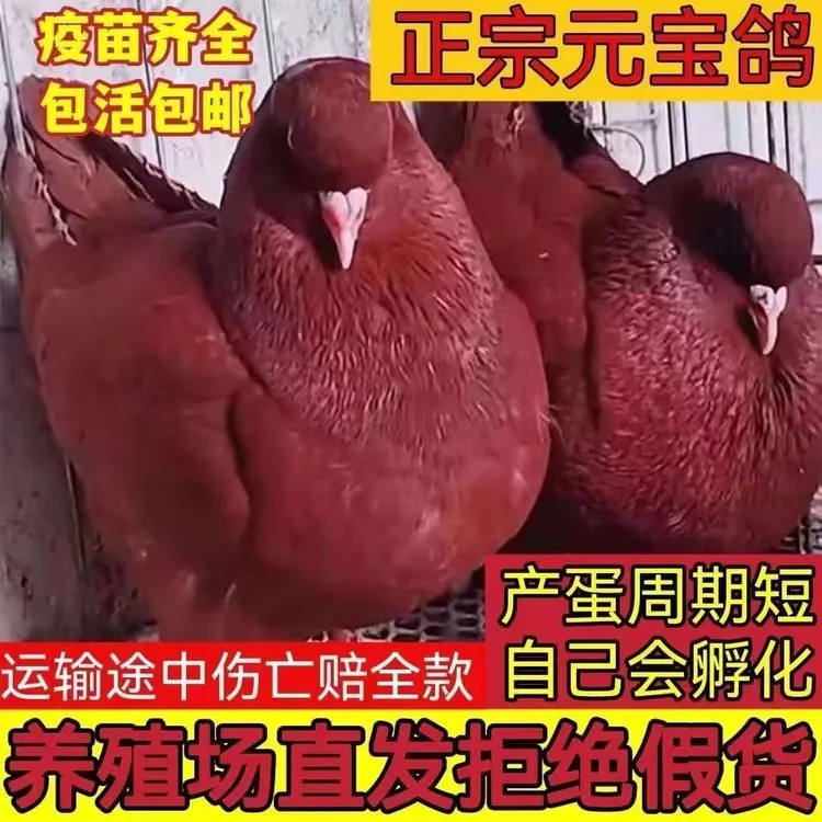 元宝纯种巨型公母鸽子肉鸽正宗观赏鸽大体活体一对种鸽幼鸽下蛋
