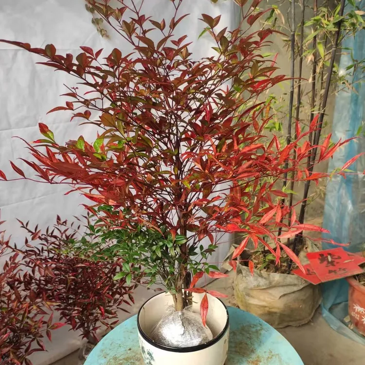 火焰南天竹转运竹四季红天竹盆景老桩树苗庭院室内万年红盆栽