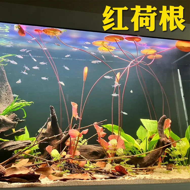 红荷根睡莲日本荷根水草鱼缸淡水增氧净化水质会开花的水草青荷根