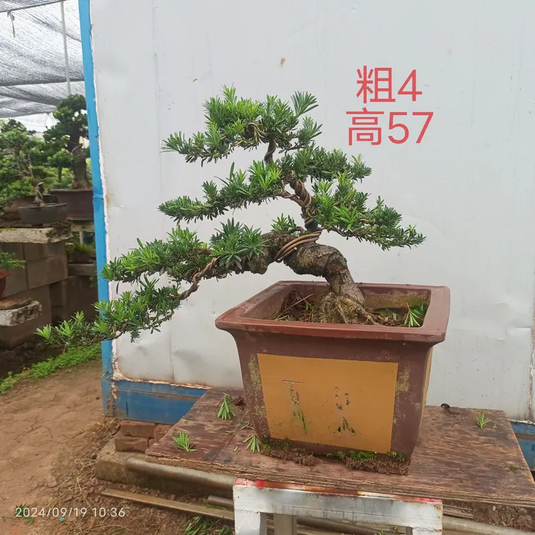 米叶罗汉松盆景，实图拍摄，一物一拍