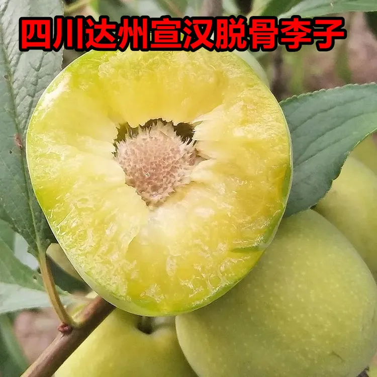 四川达州宣汉青脆李新鲜清脆李青翠李子新鲜当季水果5斤