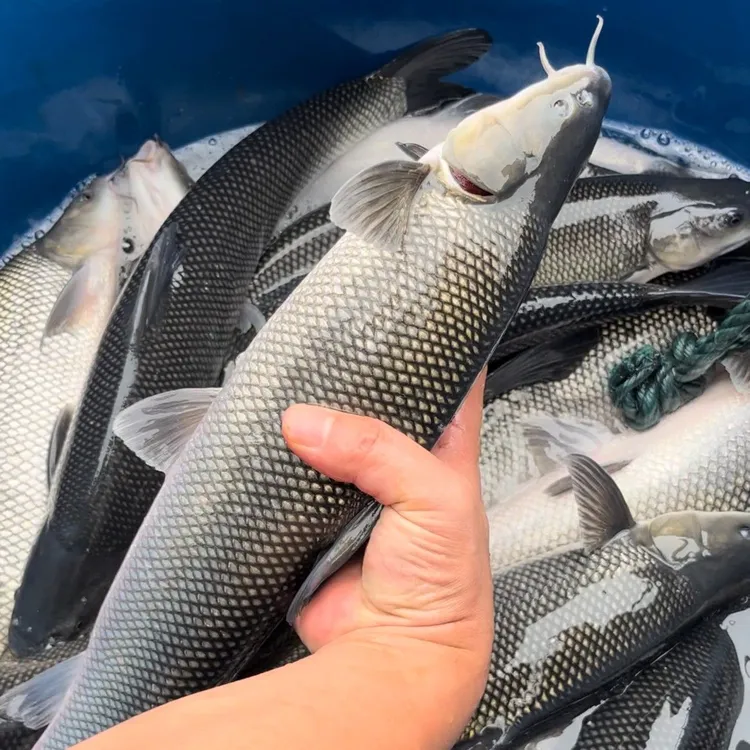 淡水银鳕鱼草食性好养易活鱼淡水养殖草混子鱼观赏性鱼均可