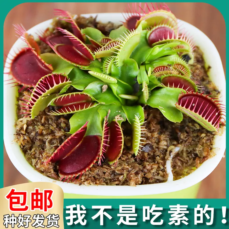 超大捕蝇草盆栽食人花苗猪笼草植物多肉花卉绿植阳台驱蚊捕虫懒人