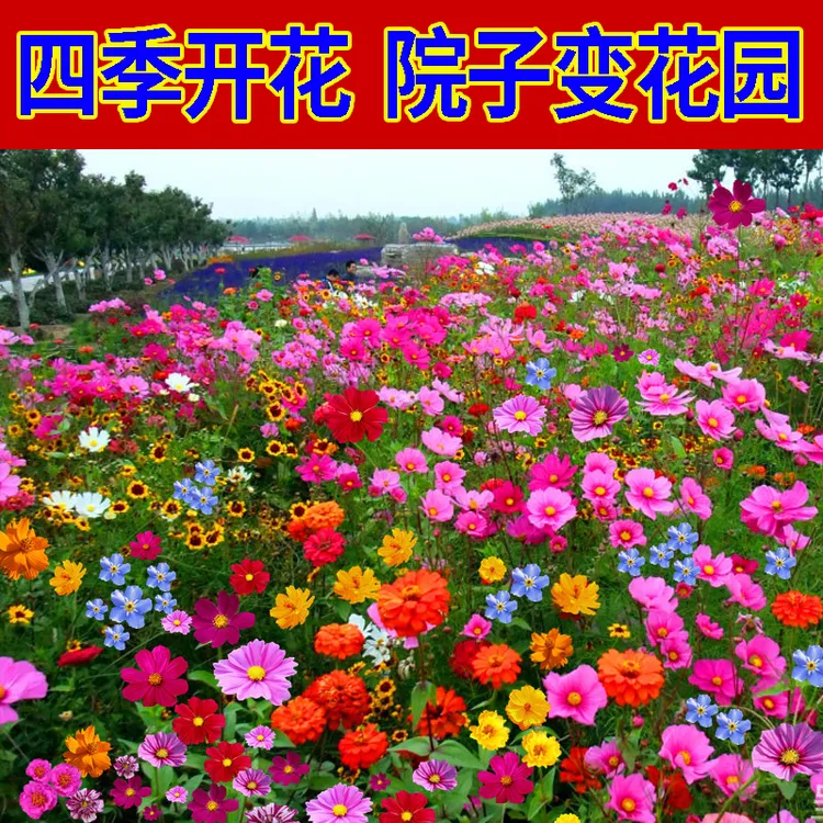 【家庭花园】耐寒野花组合四季不断开花混色花种子庭院阳台盆栽
